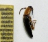  (Megapenthes nigriventris - DMZ0619-13)  @13 [ ] CreativeCommons - Attribution Non-Commercial Share-Alike (2017) Mat Seidensticker MPG Ranch