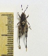  (Aulocara - MPG0629-64)  @11 [ ] CreativeCommons - Attribution Non-Commercial Share-Alike (2017) Mat Seidensticker MPG Ranch