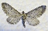  ( - MPG0528-06)  @13 [ ] CreativeCommons - Attribution Non-Commercial Share-Alike (2017) Mat Seidensticker MPG Ranch