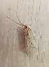  ( - BARN0901-27)  @11 [ ] CreativeCommons - Attribution Non-Commercial Share-Alike (2018) Unspecified MPG Ranch