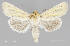  ( - MMP-A11)  @11 [ ] CC0 1.0 (Public-domain) (2023) Department of Bioagricultural Sciences C.P. Gillette Museum of Arthropod Diversity, Colorado State University