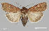  ( - MMP-B5)  @11 [ ] CC0 1.0 (Public-domain) (2023) Department of Bioagricultural Sciences C.P. Gillette Museum of Arthropod Diversity, Colorado State University