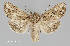  ( - MMP-A8)  @11 [ ] CC0 1.0 (Public-domain) (2023) Department of Bioagricultural Sciences C.P. Gillette Museum of Arthropod Diversity, Colorado State University