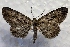  ( - DMZ0619-08)  @14 [ ] CreativeCommons - Attribution Non-Commercial Share-Alike (2017) Mat Seidensticker MPG Ranch
