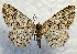  ( - DMZ0619-27)  @13 [ ] CreativeCommons - Attribution Non-Commercial Share-Alike (2017) Mat Seidensticker MPG Ranch