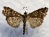  ( - DMZ0619-30)  @13 [ ] CreativeCommons - Attribution Non-Commercial Share-Alike (2017) Mat Seidensticker MPG Ranch
