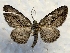  ( - DMZ0619-36)  @14 [ ] CreativeCommons - Attribution Non-Commercial Share-Alike (2017) Mat Seidensticker MPG Ranch