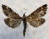  ( - DMZ0619-41)  @12 [ ] CreativeCommons - Attribution Non-Commercial Share-Alike (2017) Mat Seidensticker MPG Ranch