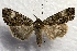  ( - DMZ0724-29)  @14 [ ] CreativeCommons - Attribution Non-Commercial Share-Alike (2017) Mat Seidensticker MPG Ranch