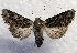  ( - DMZ0724-37)  @13 [ ] CreativeCommons - Attribution Non-Commercial Share-Alike (2017) Mat Seidensticker MPG Ranch