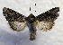  ( - DMZ0724-38)  @13 [ ] CreativeCommons - Attribution Non-Commercial Share-Alike (2017) Mat Seidensticker MPG Ranch