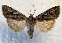  ( - DMZ0724-65)  @13 [ ] CreativeCommons - Attribution Non-Commercial Share-Alike (2017) Mat Seidensticker MPG Ranch