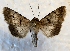  (Sympistis - DMZ0724-67)  @15 [ ] CreativeCommons - Attribution Non-Commercial Share-Alike (2017) Mat Seidensticker MPG Ranch