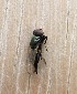  ( - KATES0903-20)  @12 [ ] CreativeCommons - Attribution Non-Commercial Share-Alike (2018) Unspecified MPG Ranch