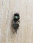 ( - KATES0903-20)  @12 [ ] CreativeCommons - Attribution Non-Commercial Share-Alike (2018) Unspecified MPG Ranch