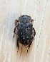  ( - KATES0903-38)  @11 [ ] CreativeCommons - Attribution Non-Commercial Share-Alike (2018) Unspecified MPG Ranch