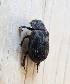  ( - KATES0903-38)  @11 [ ] CreativeCommons - Attribution Non-Commercial Share-Alike (2018) Unspecified MPG Ranch