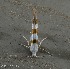  ( - KD082119-02)  @11 [ ] Creative Commons - Non-Commercial Share-Alike (2019) Unspecified MPG Ranch