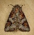  ( - LSC051720-04)  @11 [ ] Creative Commons - Non-Commercial Share-Alike (2020) Unspecified MPG Ranch