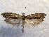  ( - MPG0509-13)  @11 [ ] CreativeCommons - Attribution Non-Commercial Share-Alike (2017) Mat Seidensticker MPG Ranch