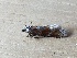  ( - MPG0515-27)  @11 [ ] CreativeCommons - Attribution Non-Commercial Share-Alike (2018) Unspecified MPG Ranch