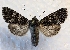  ( - MPG0524-03)  @13 [ ] CreativeCommons - Attribution Non-Commercial Share-Alike (2017) Mat Seidensticker MPG Ranch