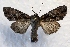  ( - MPG0622-29)  @14 [ ] CreativeCommons - Attribution Non-Commercial Share-Alike (2017) Mat Seidensticker MPG Ranch