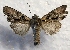 ( - MPG0622-50)  @13 [ ] CreativeCommons - Attribution Non-Commercial Share-Alike (2017) Mat Seidensticker MPG Ranch
