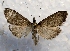  (Pyraustini - MPG0629-44)  @14 [ ] CreativeCommons - Attribution Non-Commercial Share-Alike (2017) Mat Seidensticker MPG Ranch