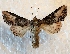  ( - MPG0629-59)  @14 [ ] CreativeCommons - Attribution Non-Commercial Share-Alike (2017) Mat Seidensticker MPG Ranch