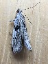  ( - MPG0709-32)  @11 [ ] CreativeCommons - Attribution Non-Commercial Share-Alike (2018) Unspecified MPG Ranch