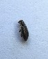  ( - MPG0709-48)  @11 [ ] CreativeCommons - Attribution Non-Commercial Share-Alike (2018) Unspecified MPG Ranch