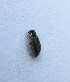  ( - MPG0709-48)  @11 [ ] CreativeCommons - Attribution Non-Commercial Share-Alike (2018) Unspecified MPG Ranch