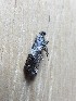  ( - MPG0712-20)  @11 [ ] CreativeCommons - Attribution Non-Commercial Share-Alike (2018) Unspecified MPG Ranch