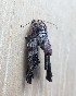  ( - MPG0716-01)  @12 [ ] CreativeCommons - Attribution Non-Commercial Share-Alike (2018) Unspecified MPG Ranch