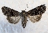  ( - MPG0719-103)  @13 [ ] CreativeCommons - Attribution Non-Commercial Share-Alike (2017) Mat Seidensticker MPG Ranch