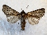  ( - MPG0719-108)  @11 [ ] CreativeCommons - Attribution Non-Commercial Share-Alike (2017) Mat Seidensticker MPG Ranch