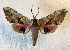  (Smerinthus ophthalmica - MPG0719-109)  @14 [ ] CreativeCommons - Attribution Non-Commercial Share-Alike (2017) Mat Seidensticker MPG Ranch