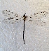  ( - MPG0719-110)  @11 [ ] CreativeCommons - Attribution Non-Commercial Share-Alike (2017) Mat Seidensticker MPG Ranch