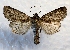  ( - MPG0719-134)  @11 [ ] CreativeCommons - Attribution Non-Commercial Share-Alike (2017) Mat Seidensticker MPG Ranch