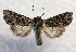  ( - MPG0719-39)  @13 [ ] CreativeCommons - Attribution Non-Commercial Share-Alike (2017) Mat Seidensticker MPG Ranch