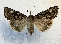  ( - MPG0719-91)  @14 [ ] CreativeCommons - Attribution Non-Commercial Share-Alike (2017) Mat Seidensticker MPG Ranch