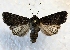  ( - MPG0719-92)  @11 [ ] CreativeCommons - Attribution Non-Commercial Share-Alike (2017) Mat Seidensticker MPG Ranch
