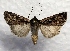  ( - MPG0726-52)  @13 [ ] CreativeCommons - Attribution Non-Commercial Share-Alike (2017) Mat Seidensticker MPG Ranch