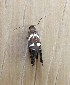  ( - MPG0807-07)  @12 [ ] CreativeCommons - Attribution Non-Commercial Share-Alike (2018) Unspecified MPG Ranch
