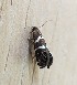  ( - MPG0807-07)  @12 [ ] CreativeCommons - Attribution Non-Commercial Share-Alike (2018) Unspecified MPG Ranch