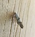  ( - MPG0807-18)  @12 [ ] CreativeCommons - Attribution Non-Commercial Share-Alike (2018) Unspecified MPG Ranch