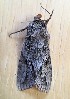  ( - MPG0807-24)  @11 [ ] CreativeCommons - Attribution Non-Commercial Share-Alike (2018) Unspecified MPG Ranch