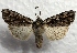  ( - MPG0821-09)  @12 [ ] CreativeCommons - Attribution Non-Commercial Share-Alike (2017) Mat Seidensticker MPG Ranch