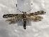  ( - MPG0821-17)  @14 [ ] CreativeCommons - Attribution Non-Commercial Share-Alike (2017) Mat Seidensticker MPG Ranch